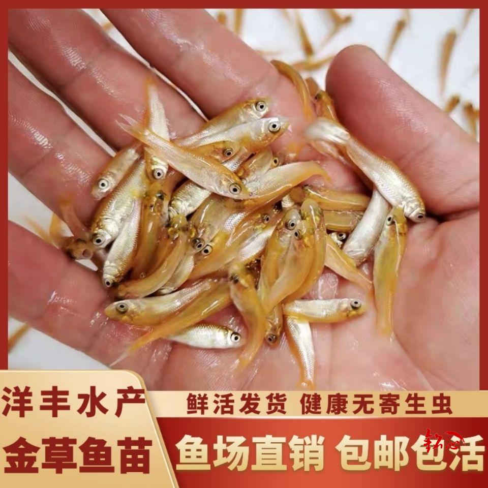 俄羅斯金草魚苗活體淡水養殖 黃金鯇魚觀賞魚缸放生紅金絲草魚苗 5-7