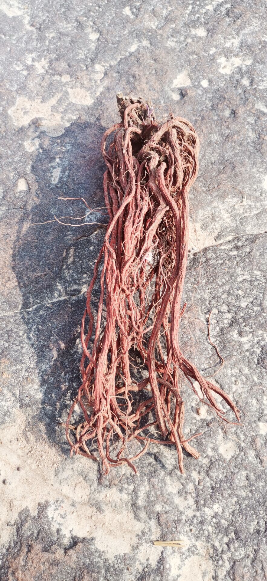 有仁堂沂蒙山丹参500g血参 农家晒干 整颗紫丹参整条根丹参 1斤【图片