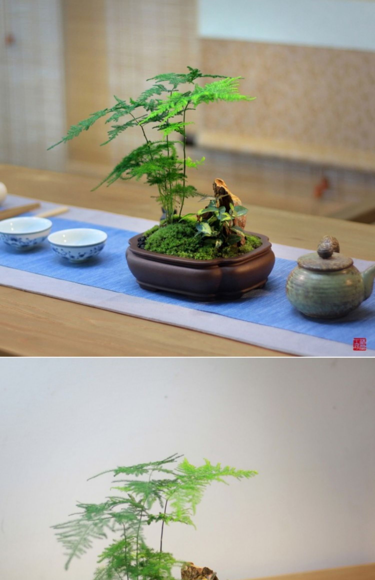 苔藓微景观禅意日式山水盆景福禄桐金钱菖蒲文竹茶道盆栽茶宠礼品幽竹