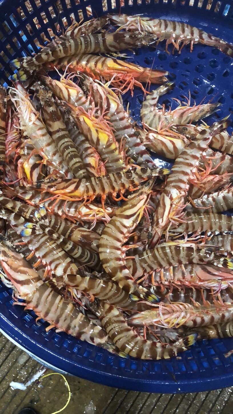 【源外园生鲜旗舰店】新鲜舟山竹节虾特大九节虾新鲜大虾黑虎虾海虾