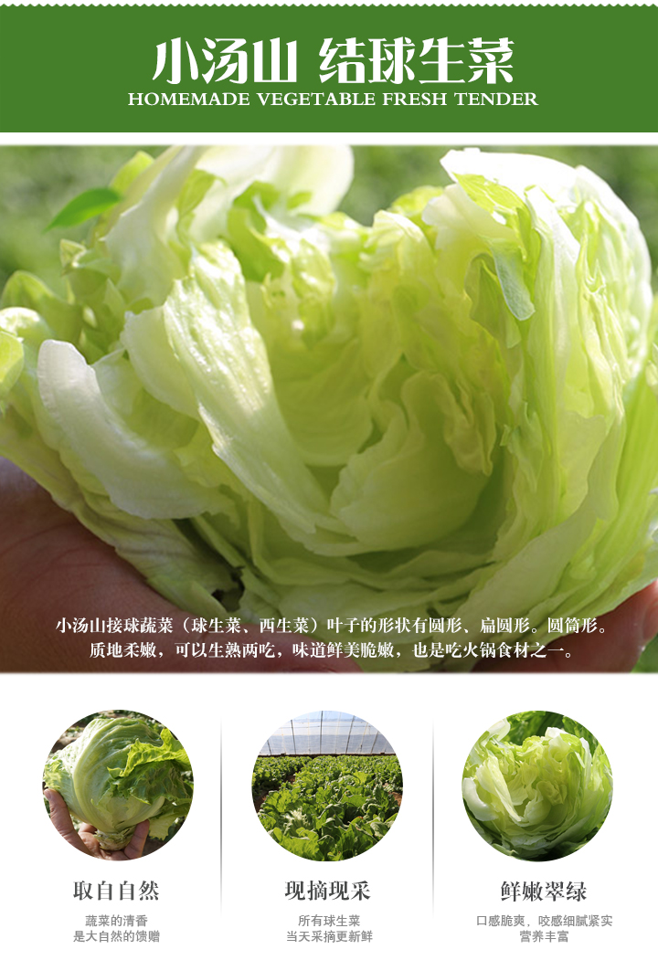 200g 新鲜蔬菜 圆生菜 色拉菜沙拉 西餐 生鲜 一斤装
