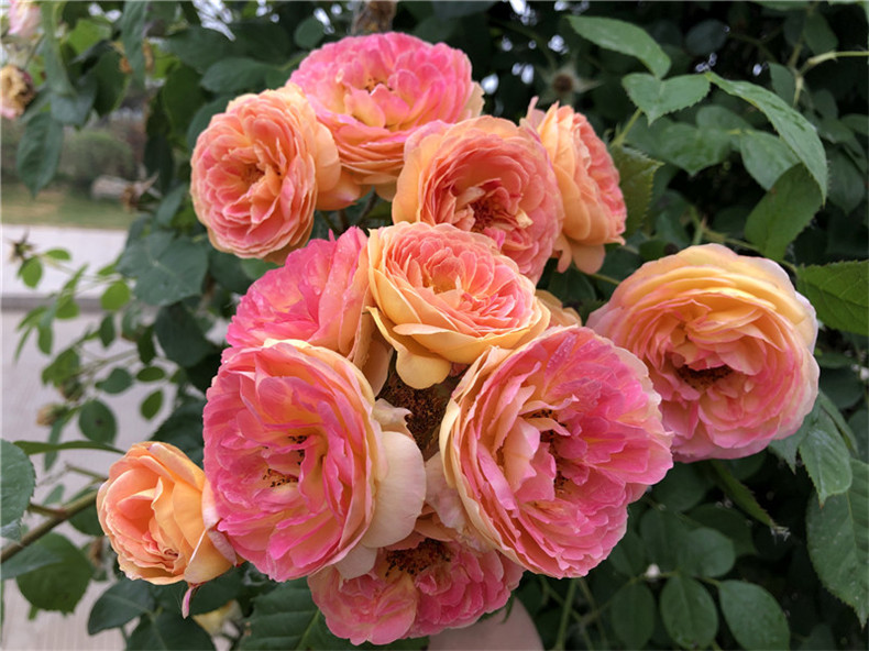 春之者 藤本月季罗斯曼尼詹森月季大苗复色大花玫瑰花苗庭院爬藤植物