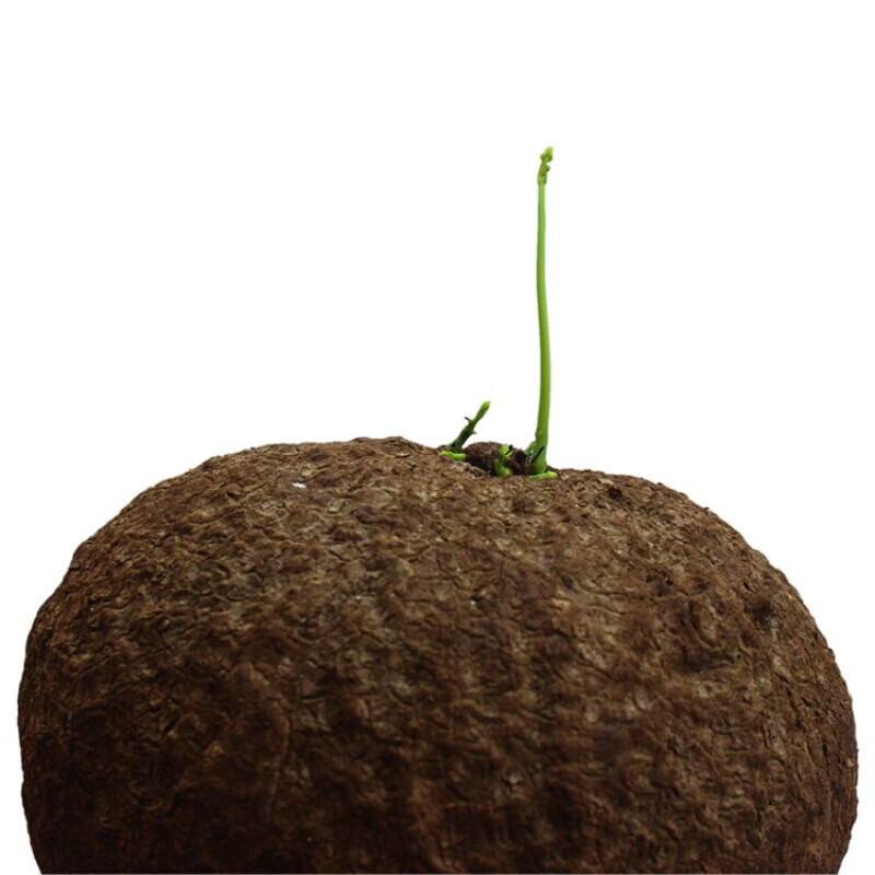 伟博 野生山乌龟 石琴薯 金不换 地不容 金线吊乌龟 千金藤 新鲜·**