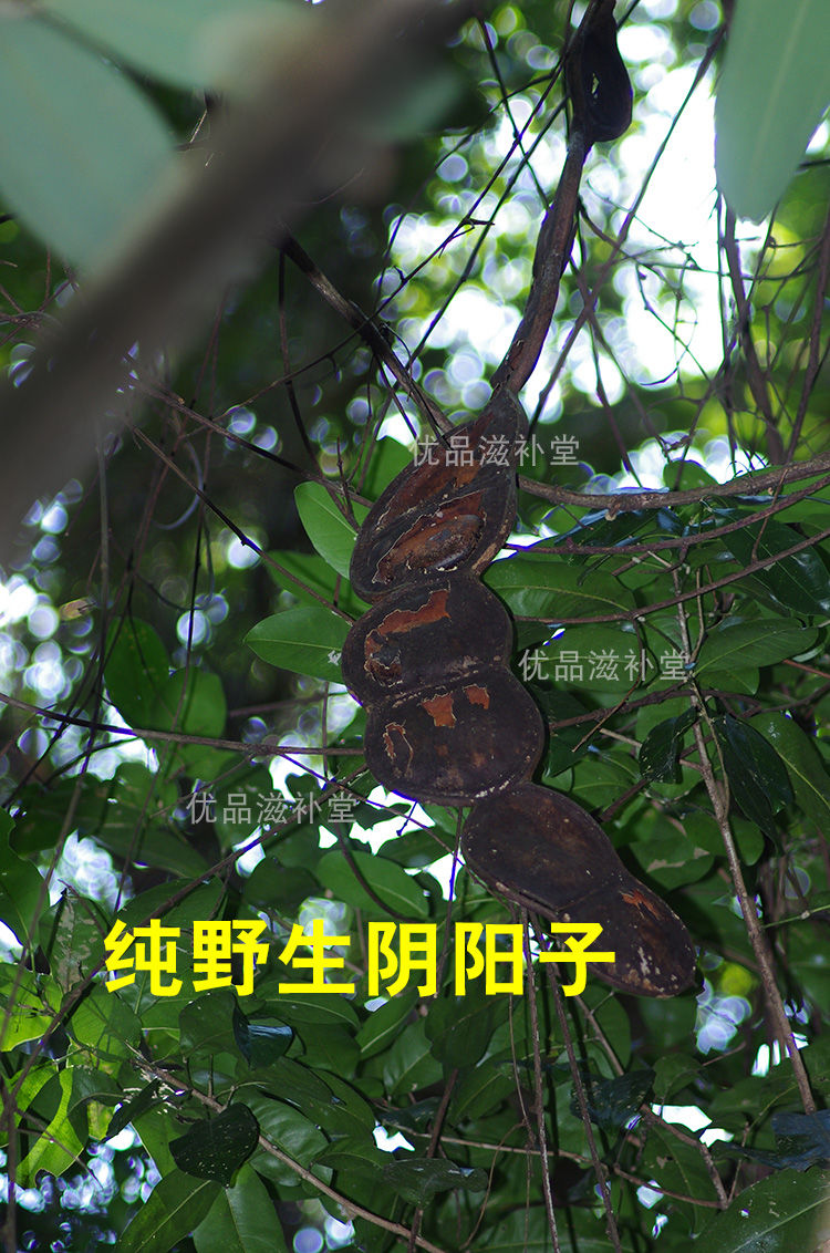夜之君广西野生阴阳子榼藤子250g500g木腰子过江龙子龙凤籽风流果双