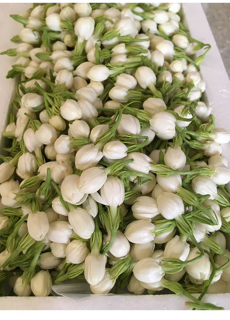 2022广西横县新鲜茉莉花苞鲜花朵新鲜现摘花骨朵产地直销顺丰 10斤 不