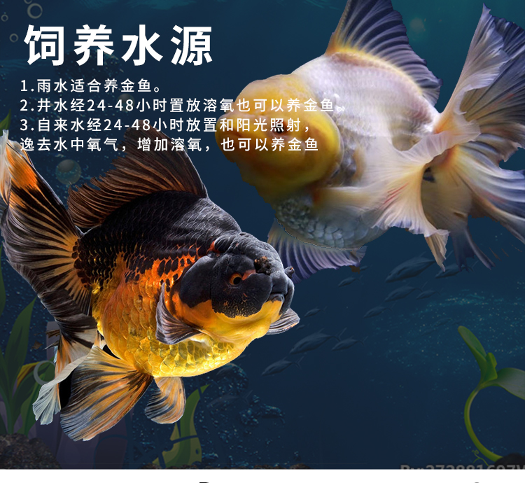 森悠 Saryor 精品泰狮金鱼淡水冷水观赏鱼活体百褶泰狮宠物金鱼国粹6 8cm百褶泰狮3条 颜色随机 图片价格品牌报价 京东