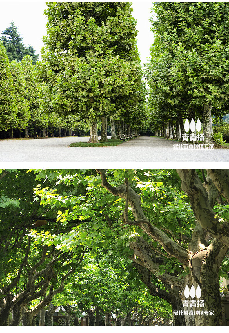 大型植物法国梧桐树树苗大树庭院风景树行道绿化拆迁苗木南方种植青桐