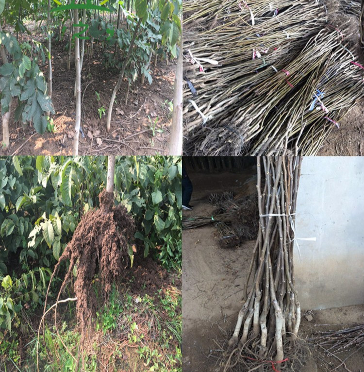 批发核桃树苗果树苗木文玩 嫁接苗地栽南方北方种植当年结果 红皮核桃