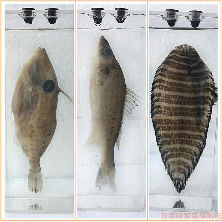福尔马林泡鱼标本图片