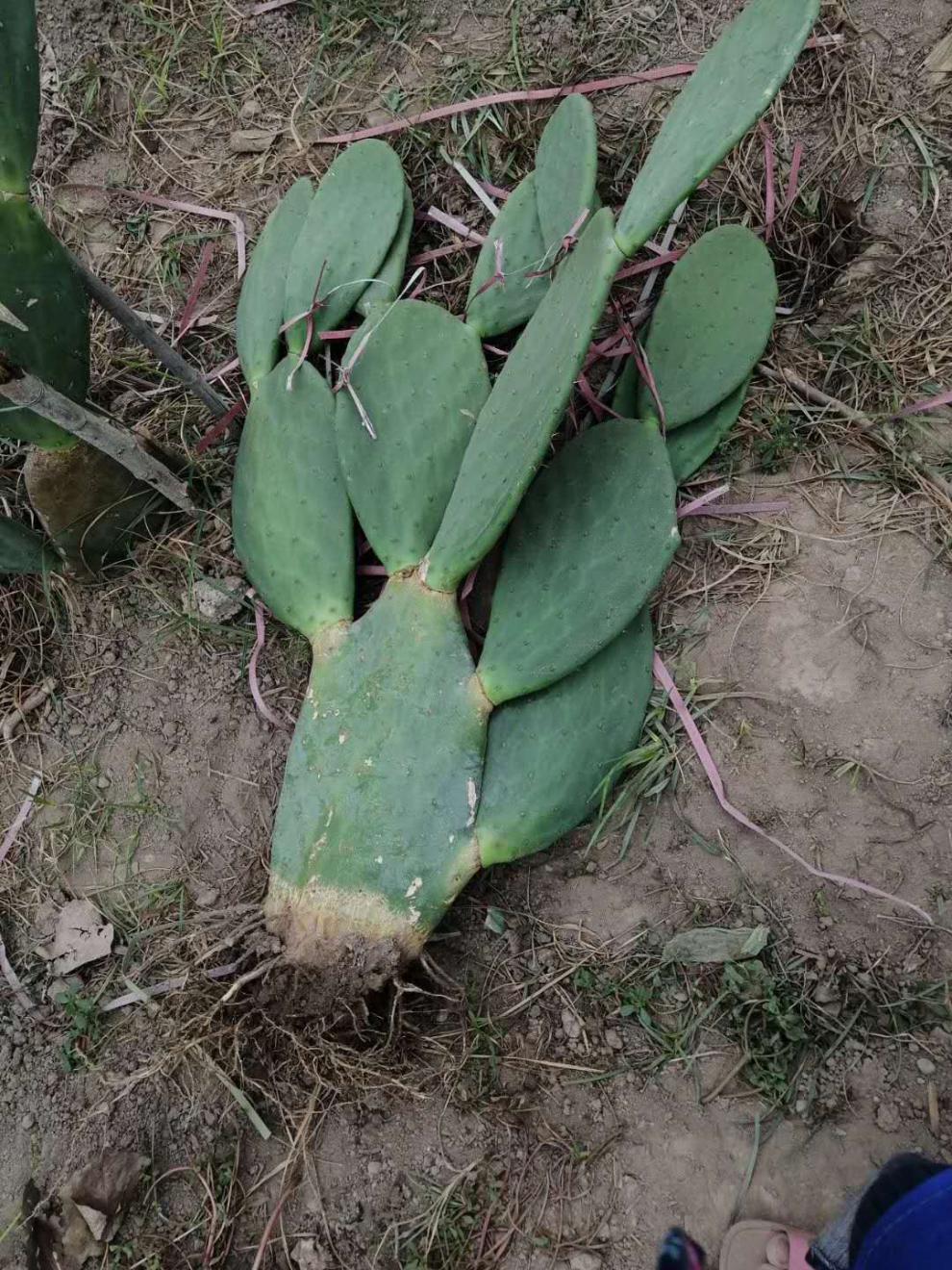 仙人掌藥用墨西哥米邦塔仙人掌美容食用仙人掌嫩片老葉片種植仙人掌