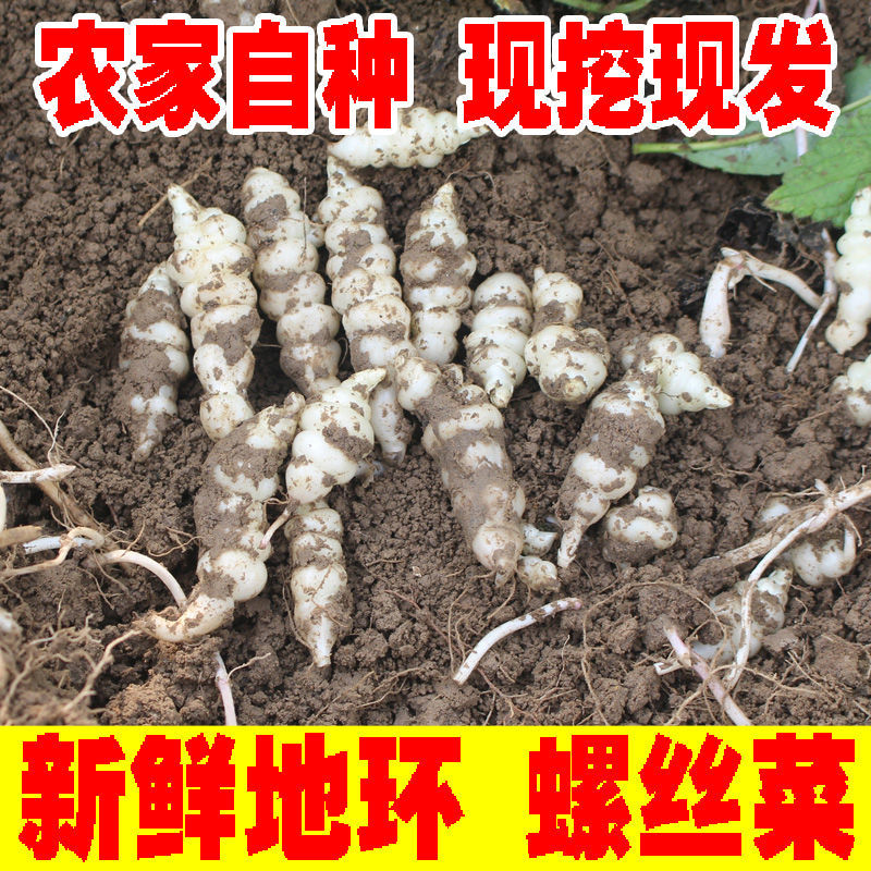 螺丝菜甘露子宝塔菜种地葫芦牯牛地溜子玉环农家现挖现发 5斤地环种子