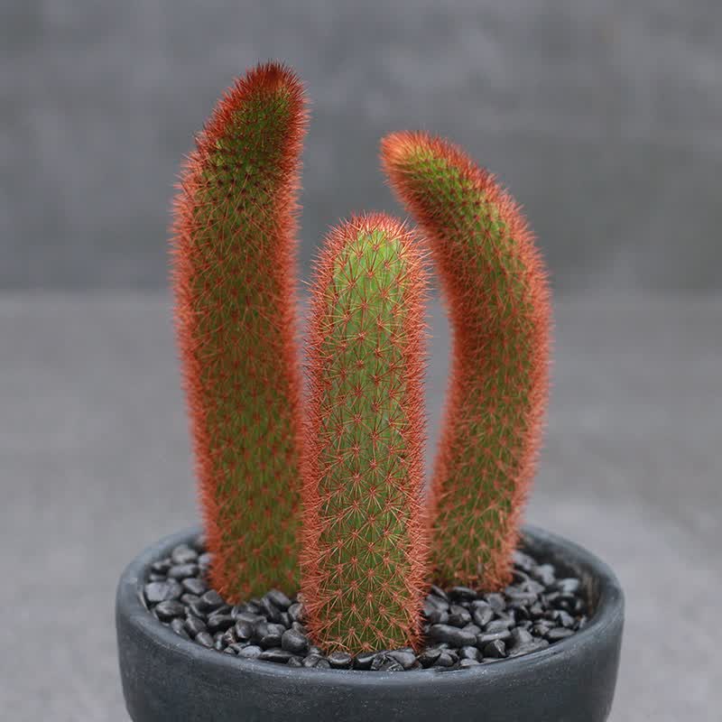 九尾狐多肉正宗长毛九尾狐一物一拍软白毛可垂吊猴尾柱仙人柱多肉虎雀