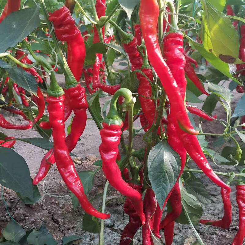 新鲜红螺丝椒山东大红辣椒红尖椒农家自种中辣个大4斤尖椒 4斤