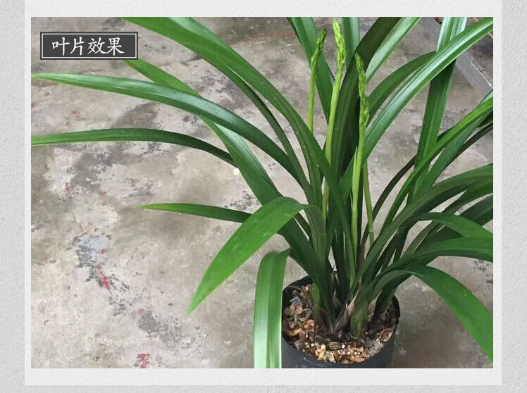 兰花仙殿白墨带花苞素心墨兰宽叶兰草企剑软剑客厅阳台庭院花卉白墨5