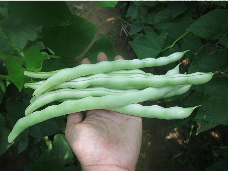 绿鲜森四季豆新鲜扁豆芸豆角蔬菜 1.5kg