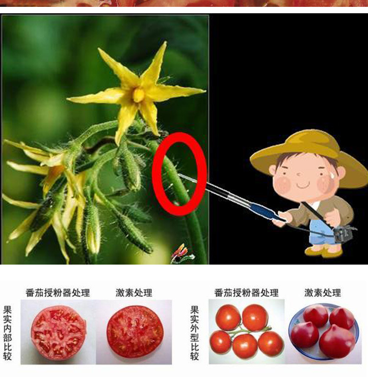 番茄授粉点花器小西红柿子点花机电动震动授粉棒 经典款
