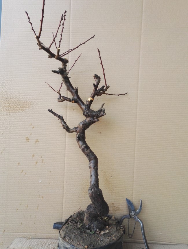 龙游梅游龙梅花盆景红梅花盆栽树桩老桩腊梅耐寒冬季开花植物 28年