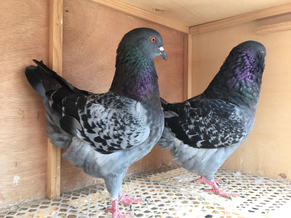 一对观赏鸽子 鸽子活物 大体元宝鸽 大型肉鸽 包活到家 精品黑色元宝