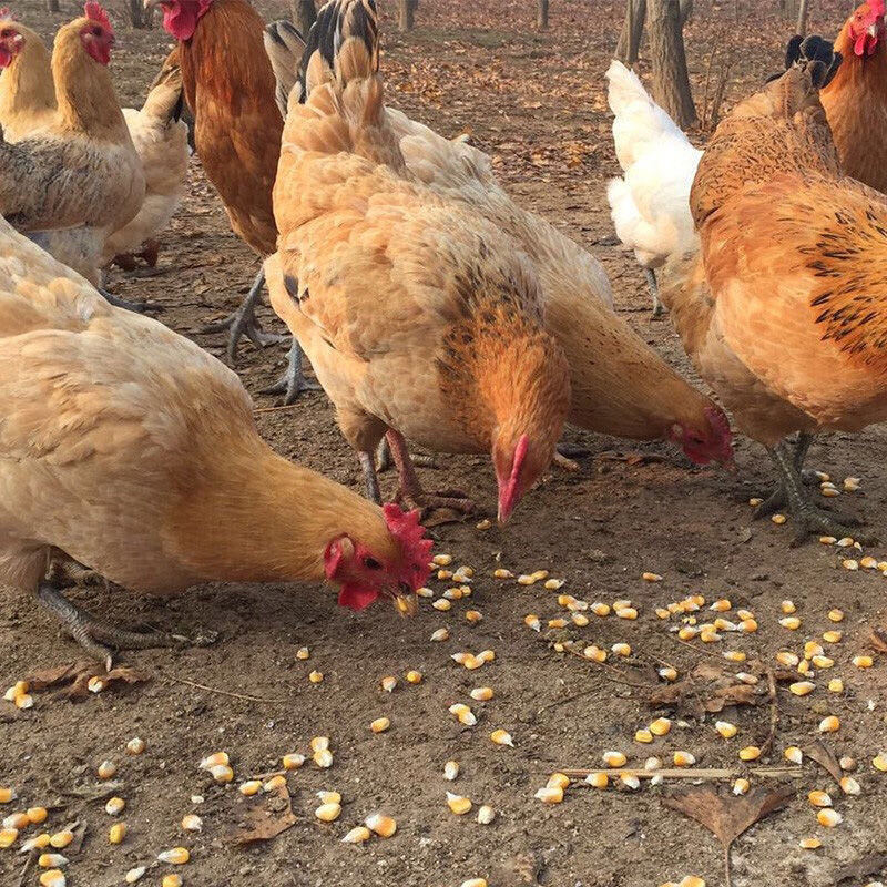 老母鸡农村散柴鸡土鸡月子散养鸡草鸡走地鸡新鲜现杀 3年以上黑脚老