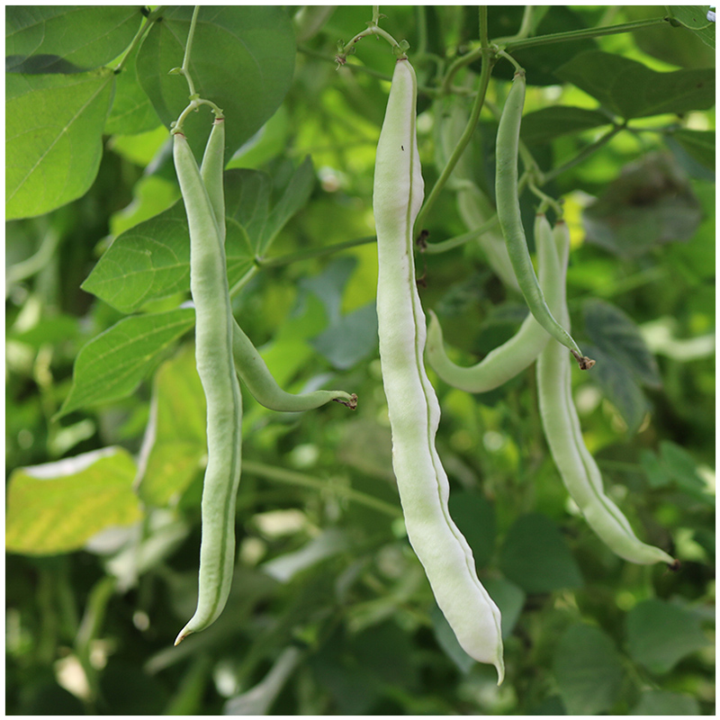 九粒白芸豆种子老来少芸豆角种籽四季豆架豆高产春秋季蔬菜种孑籽长胜