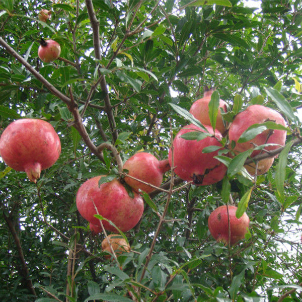 柏农 无籽石榴苗突尼斯软籽石榴树苗果树南方北方种植当年结果阳台