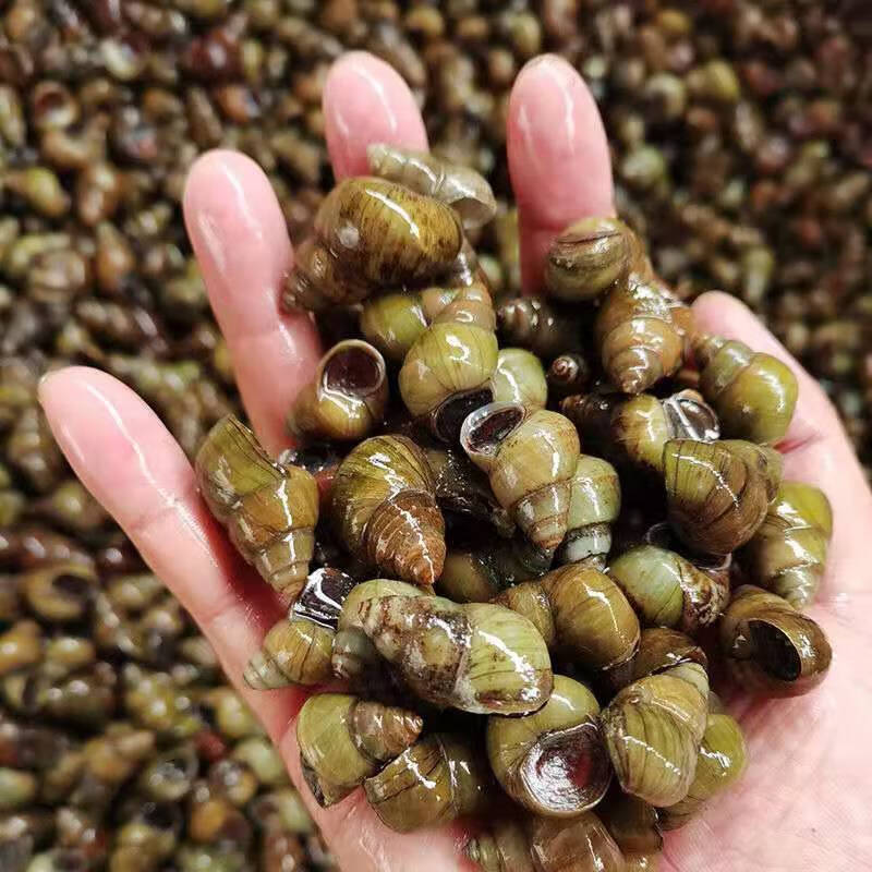 湖北新鲜田螺活体活的石螺包活泥螺螺蛳粉螺丝肉鲜活