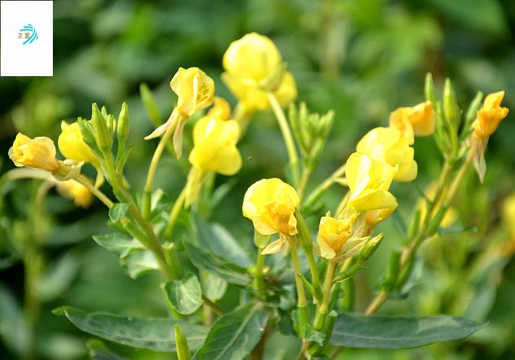 黃花夜來香室外景觀庭院綠化觀花種籽四季播種花卉黃花月見草種子一斤