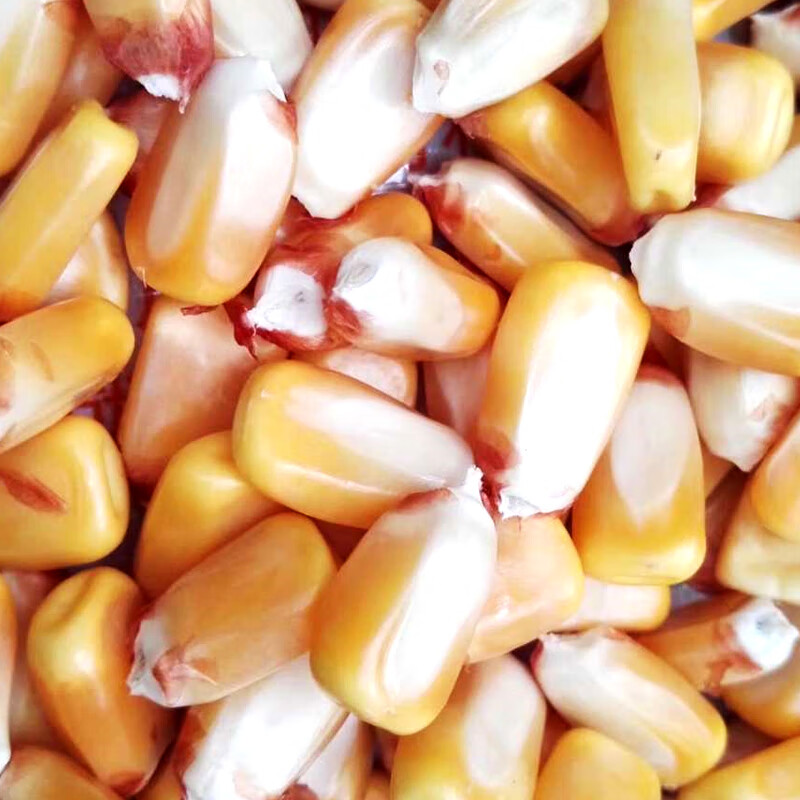 矮大棒沈玉21大田种植杂交玉米种子基地高产大穗抗病国审玉米郑丹958