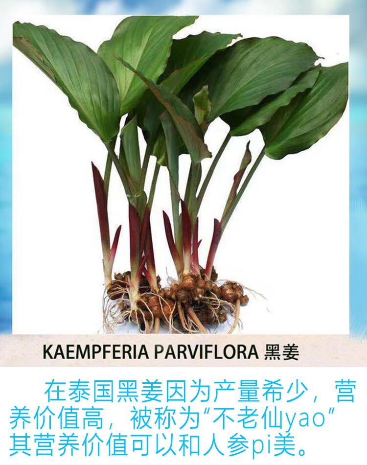 年货节泰国胜利咖啡原装金马胜利咖啡男性养生男生专用黑姜咖啡代购3