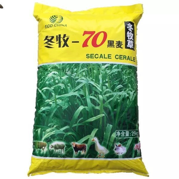 冬牧70黑麦草种子宽叶秋冬麦草耐寒高产蓄牧草猪牛羊鸡鸭鹅鱼草籽 冬