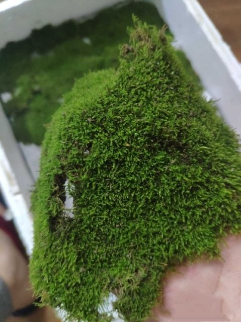 新鲜苔藓青苔小灰藓短绒藓青藓水陆缸雨林缸假山石上水石溪水植物