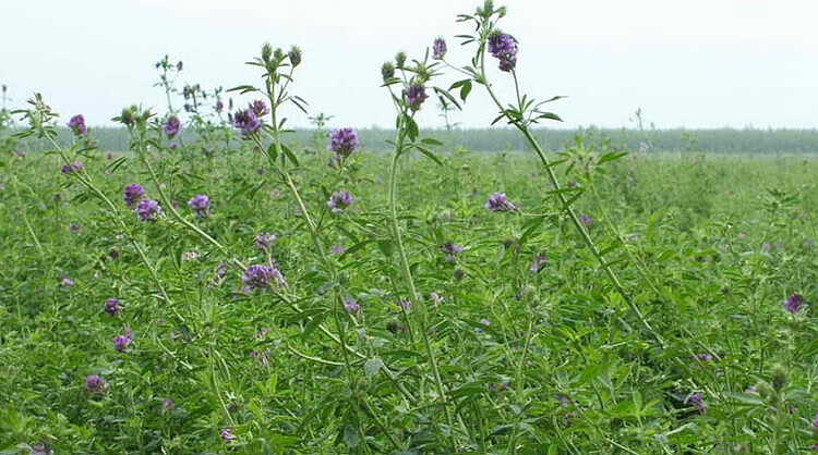 紫花苜蓿草种植海拔图片