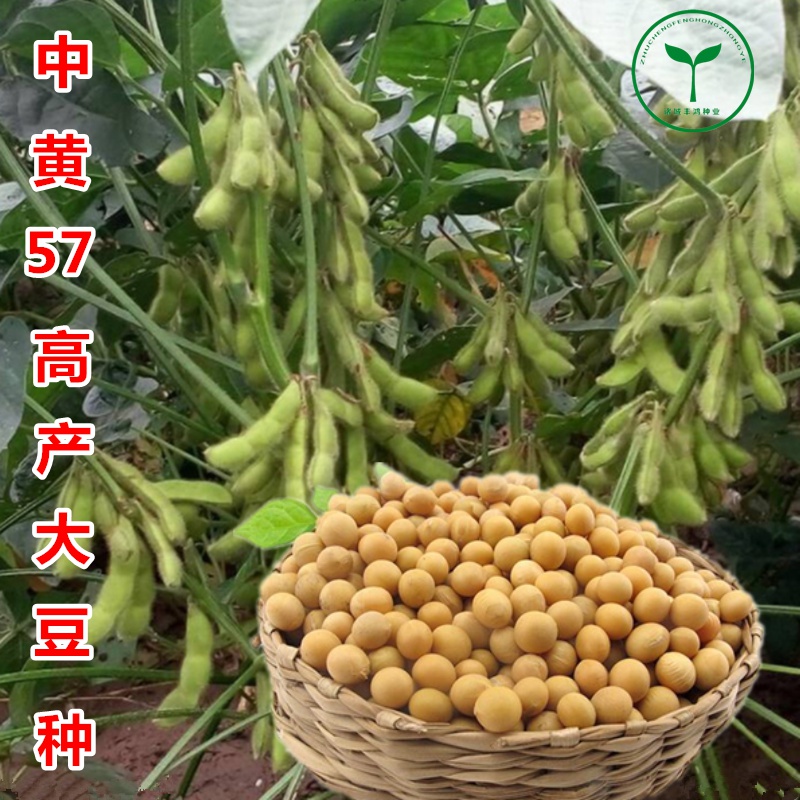 黄豆种子高产中黄13中黄57高产亩产千斤农户大面积种植大豆种中黄3720