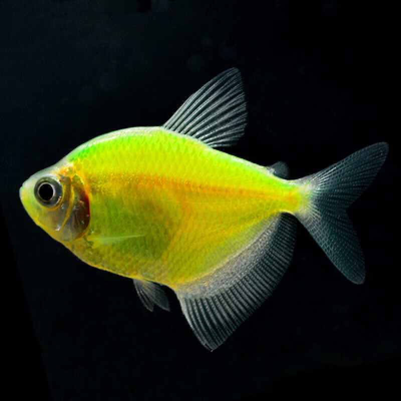 【京东推荐】柠檬天使扯旗鱼中小型热带鱼柠檬青苹果天使刚果美人钻石