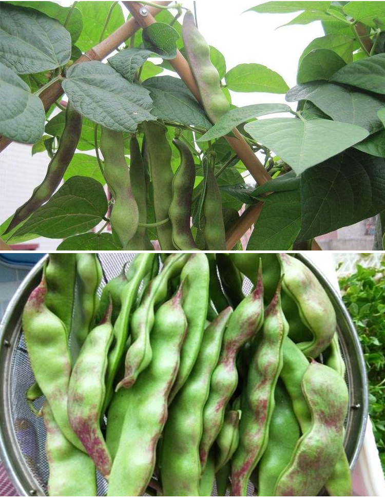 亩用种量:4-5斤.一般亩产7000公斤左右