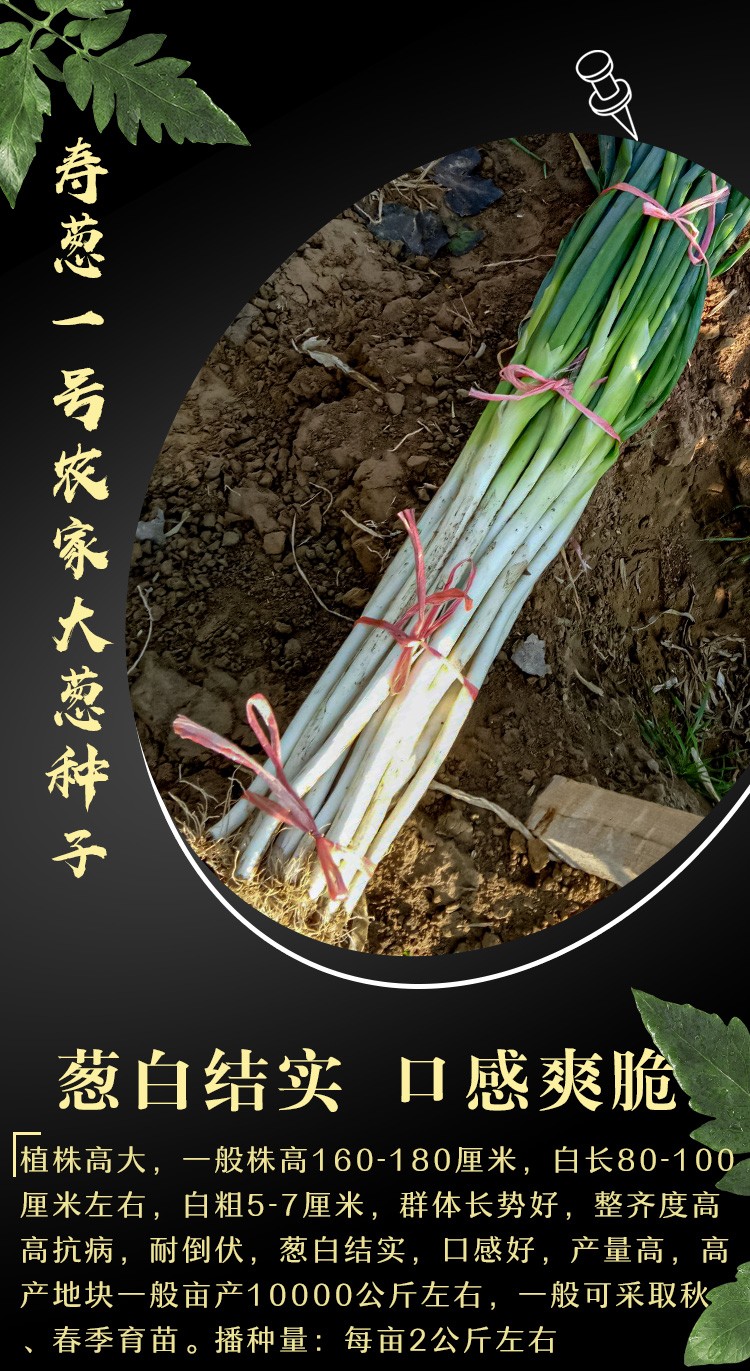 大禹山东章丘大葱种子高产种苗秧苗寿禾章丘大葱种子40g简装三育良种