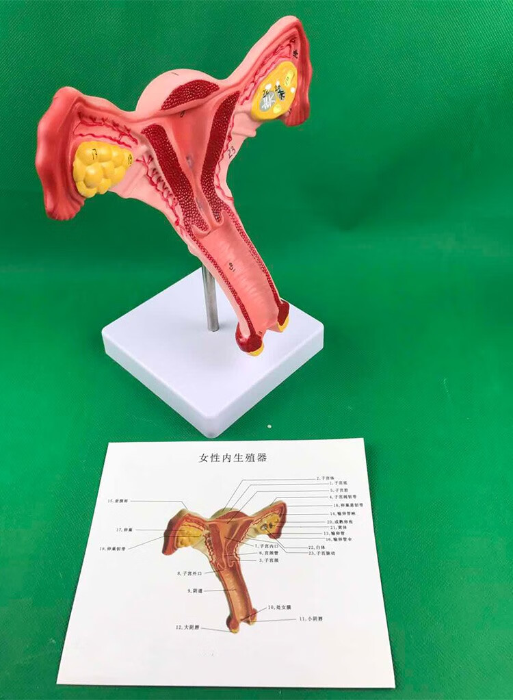 人體子宮模型教具模具卵巢解剖病理醫學女性仿真女性生殖模器d卵巢yn