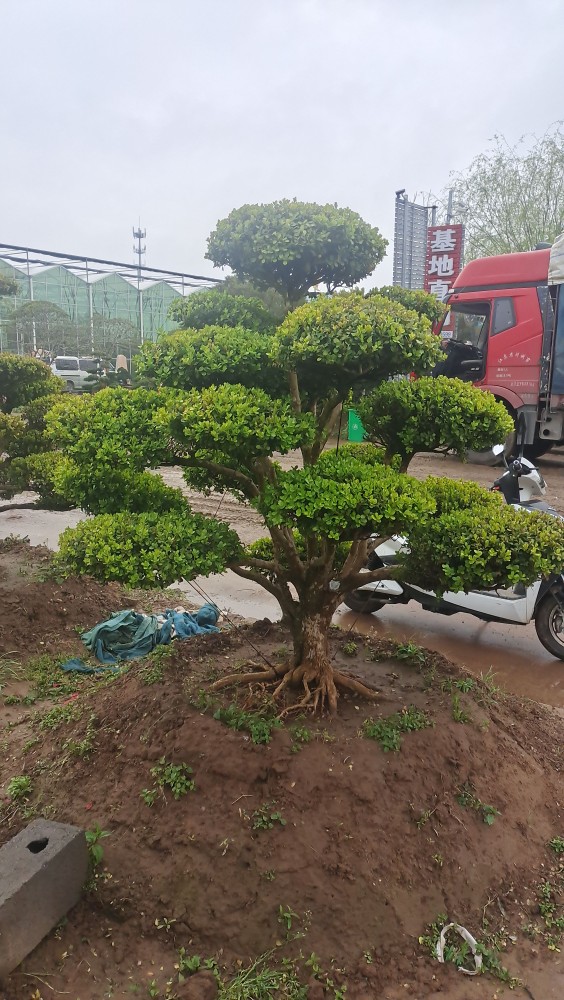 小叶黄杨黄杨造型盆景庭院别墅造型盆景植物一物一拍 50年黄杨一物一