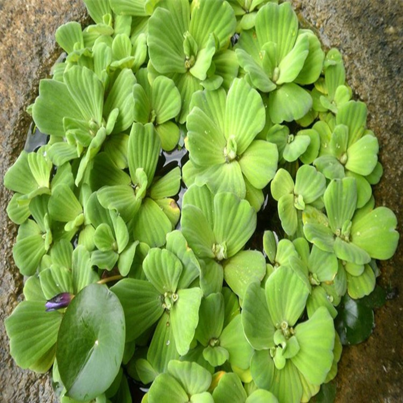 水芙蓉水葫蘆水浮蓮浮萍水草植物水生種子養龜養魚養殖用品造景缸綠色