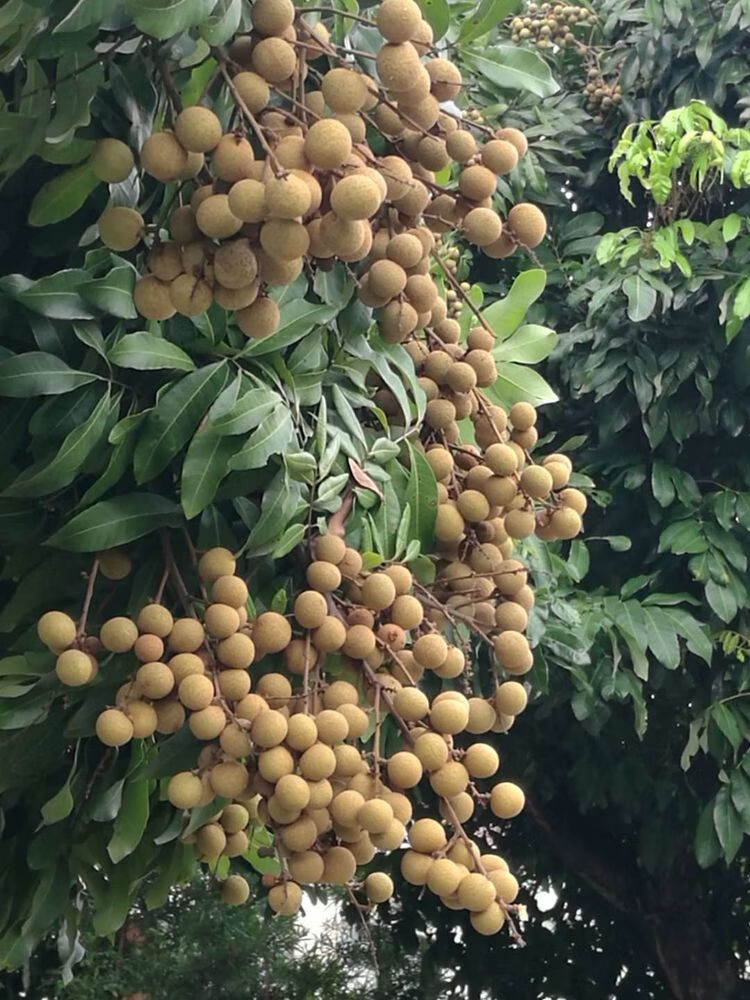 福建莆田特产新桂圆干500g干货兴化龙眼干带壳桂圆红枣【图片 价格