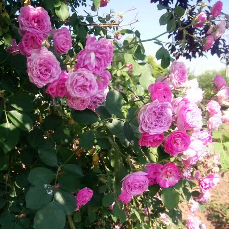 采缇 暗香虎嗅十姐妹蔷薇花苗盆栽藤本粉色系大花朵浓香经典中国老