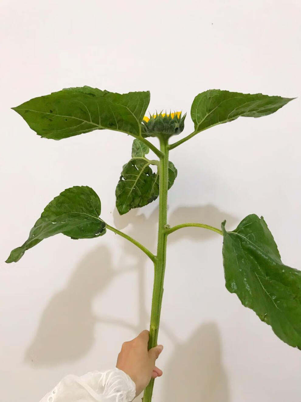 云花事 鲜花向日葵混搭花束洋牡丹多头玫瑰康乃馨绣球腊梅洋甘菊云南