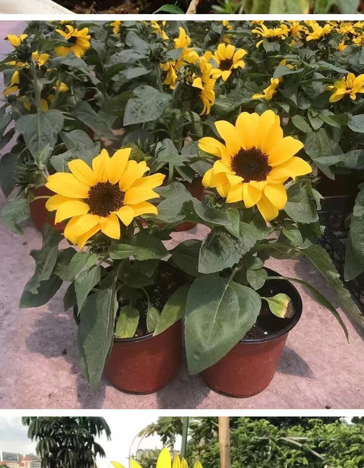 向日葵种子高杆大头 向日葵种孑四季观赏食用葵花种籽高杆矮杆庭院