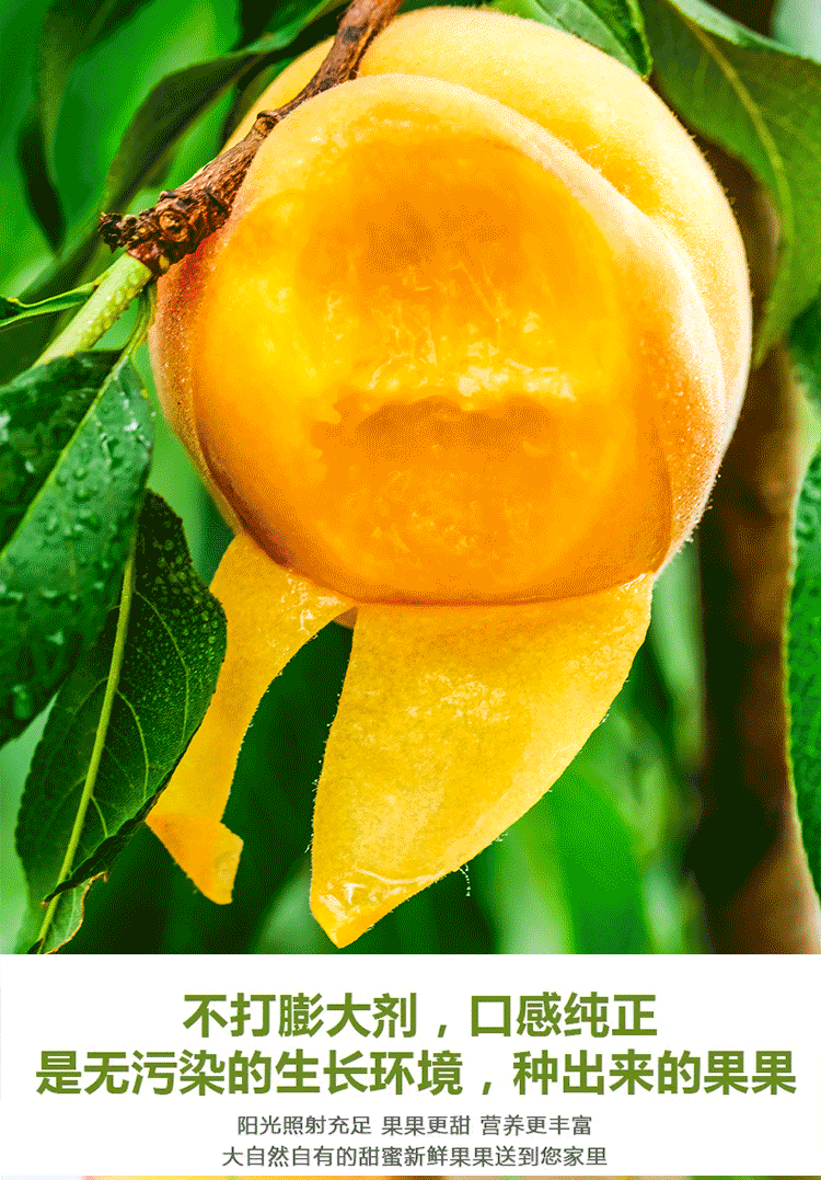 黄桃83品种介绍图片