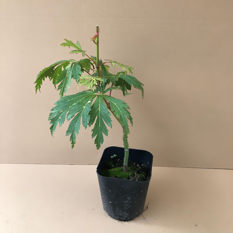 舞孔雀枫树羽团扇枫羽扇槭进口枫树品种庭院树盆栽枫树舞孔雀不含盆