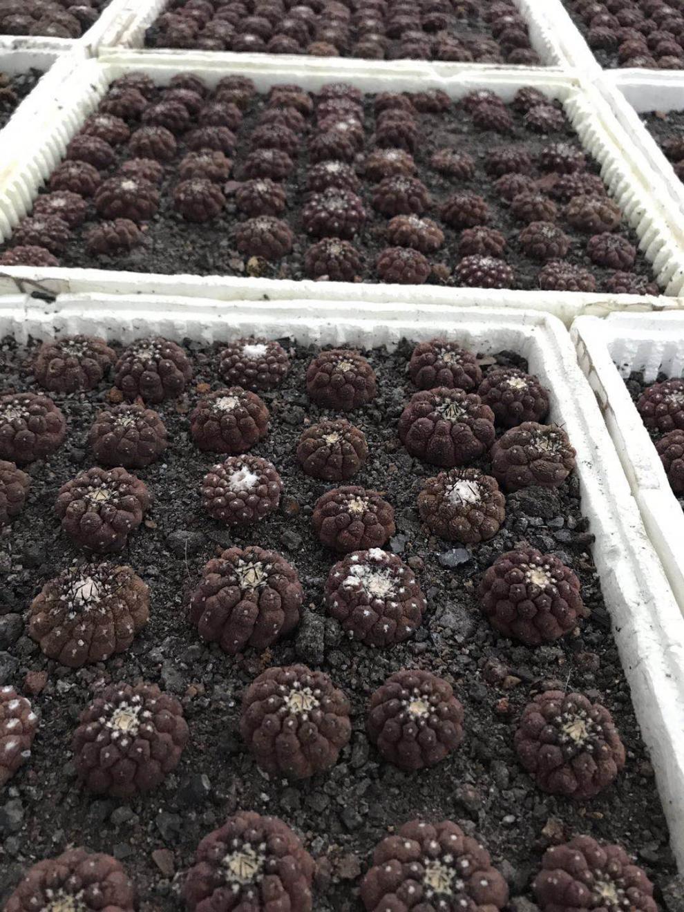 仙人【蜥蜴皮】仙人球copiapoa lizard skin似疣仙人 2.