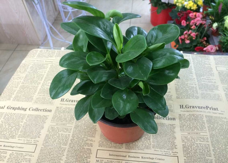 蝶遇金邊金心吊蘭植物客廳陽臺吸甲醛室內綠植垂吊常春藤懸掛花卉盆栽