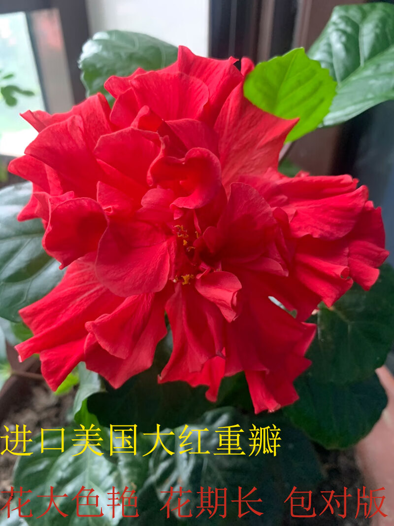 扶桑花盆栽 重瓣带花苞 朱槿老桩植物室内多色 粉色 重瓣 扶桑花 不含