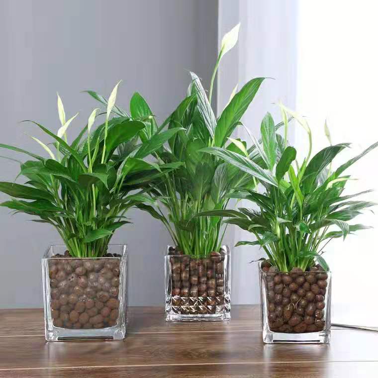 沭之美白掌盆栽一帆风顺水培植物四季开花花卉桌面绿植美观加仑盆白掌
