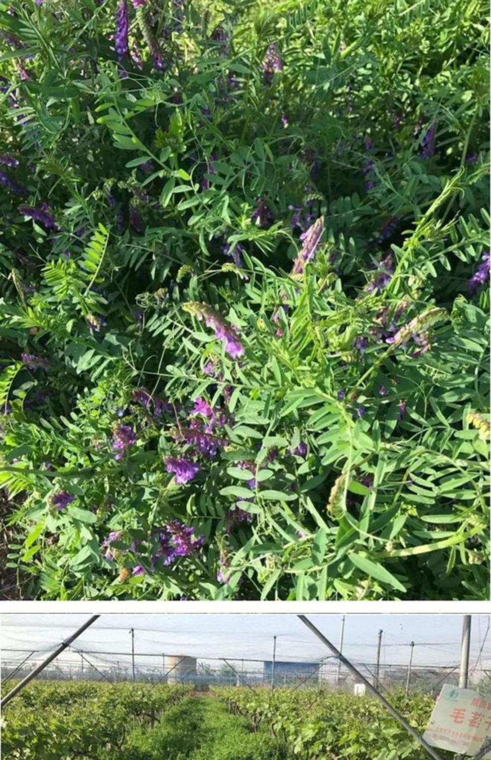 绿肥苕子10斤装【图片 价格 品牌 报价】-京东